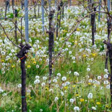 Weinberg im Frühling mit ganz vielen Pusteblumen zwischen den Rebstöcken.