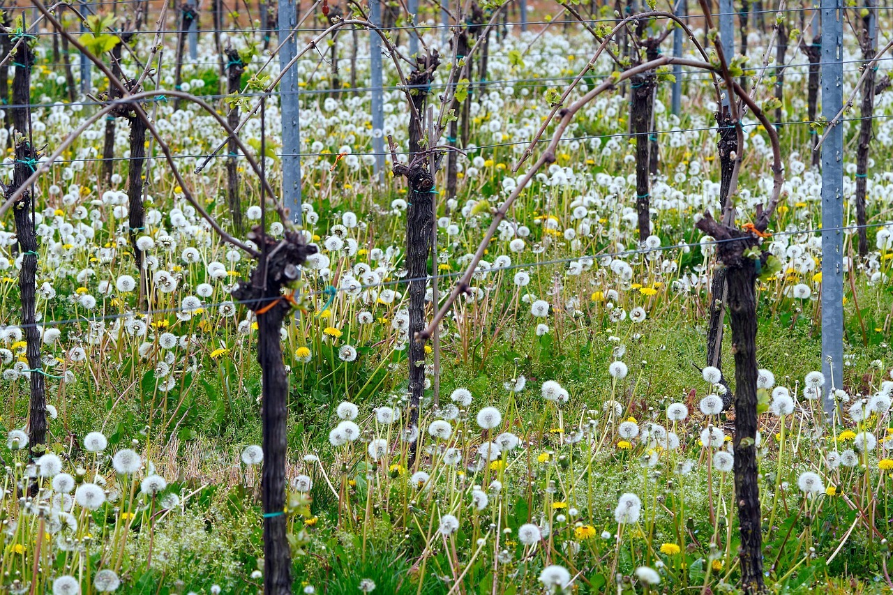 Weinberg im Frühling mit ganz vielen Pusteblumen zwischen den Rebstöcken.