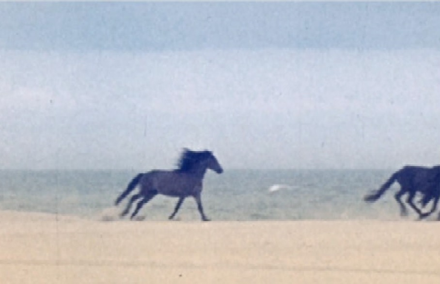Two dark horses gallop along the beach, with sea and sky in the background.